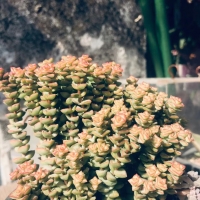 紺¶ֲ
